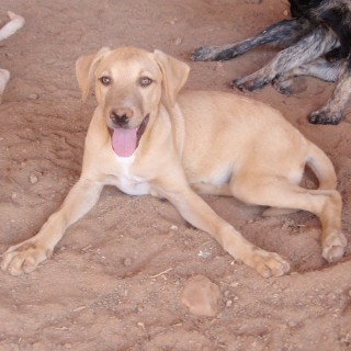 mindy c3 2447-410-9